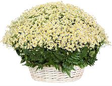 Цветочная композиция из Ромашки в корзине #REPLACE_PRED# Каясуле